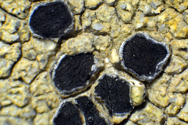 Cracked Lichen photo 7