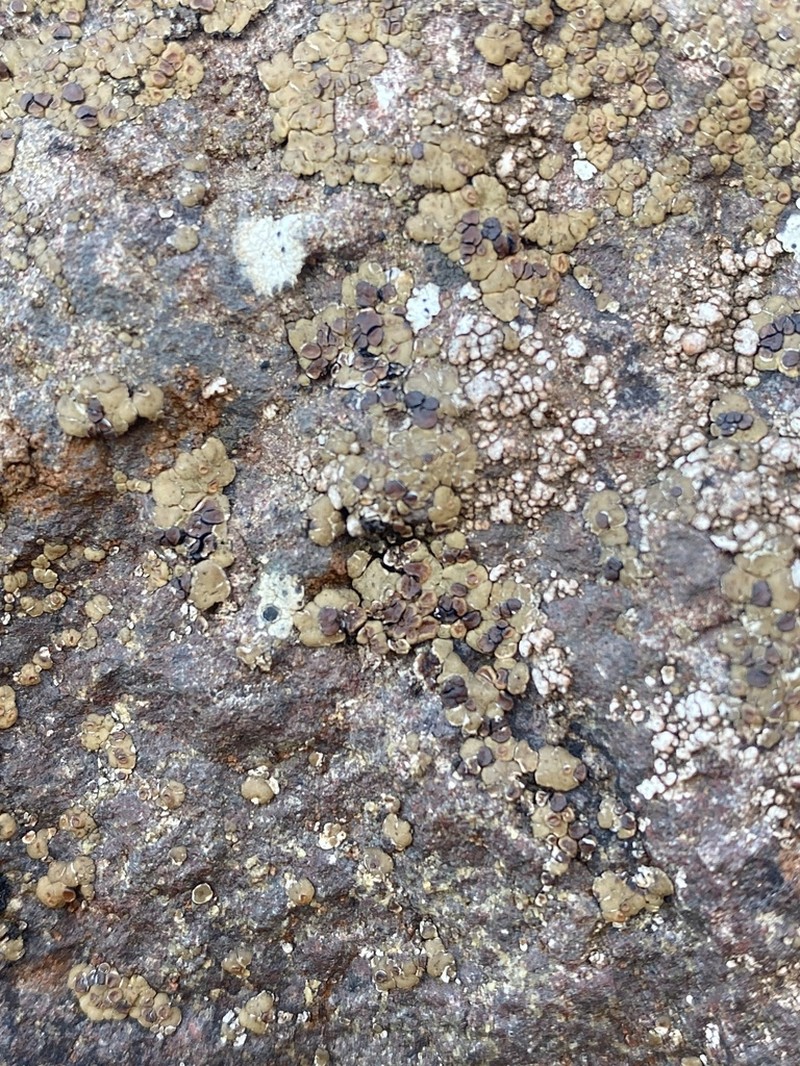 Cracked Lichen photo 2