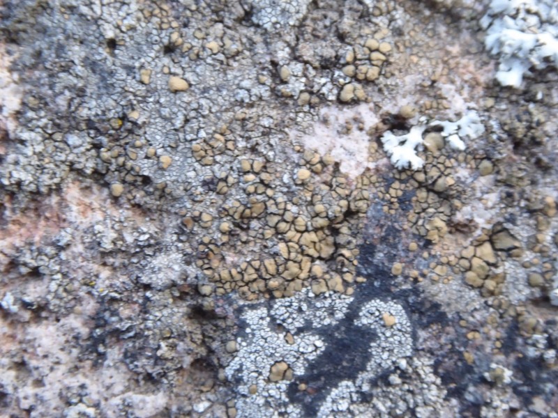 Cracked Lichen photo 5