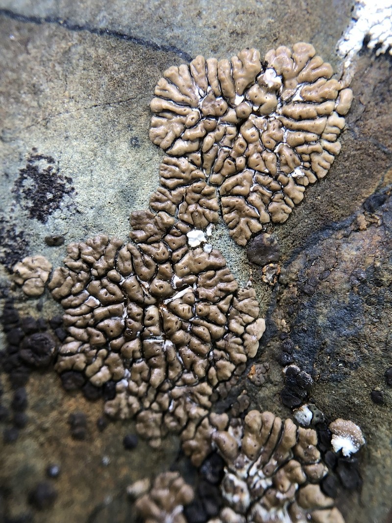 Cracked Lichen