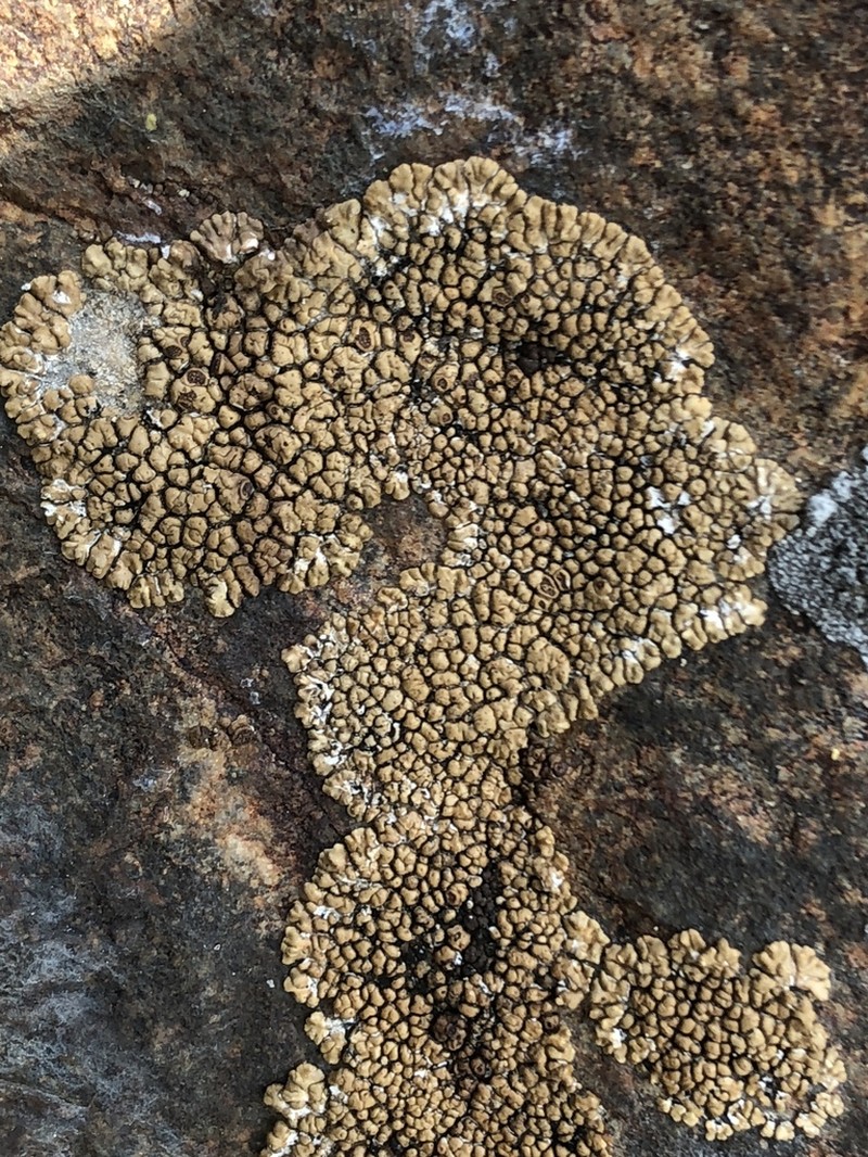 Cracked Lichen photo 3
