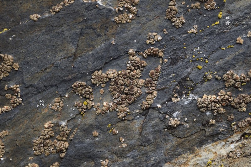 Cracked Lichen photo 4