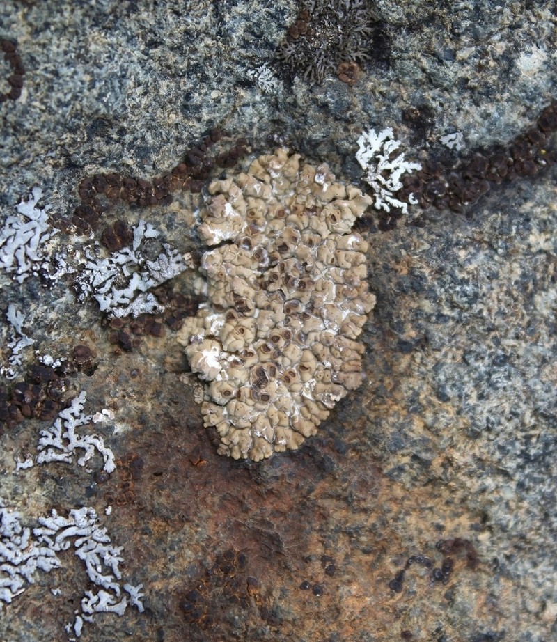 Cracked Lichen photo 7