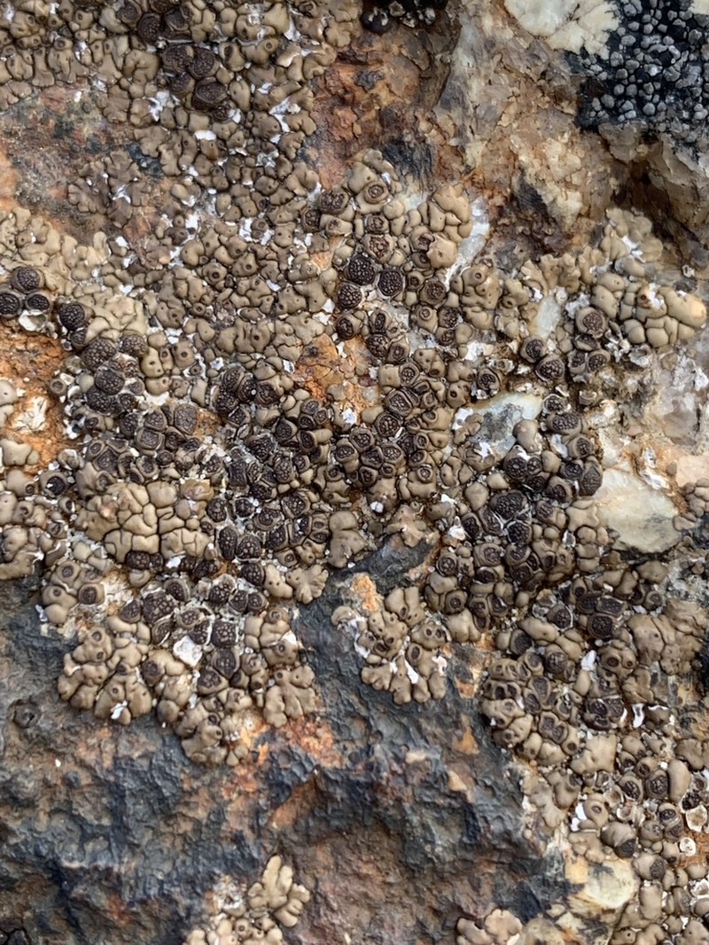Cracked Lichen photo 8