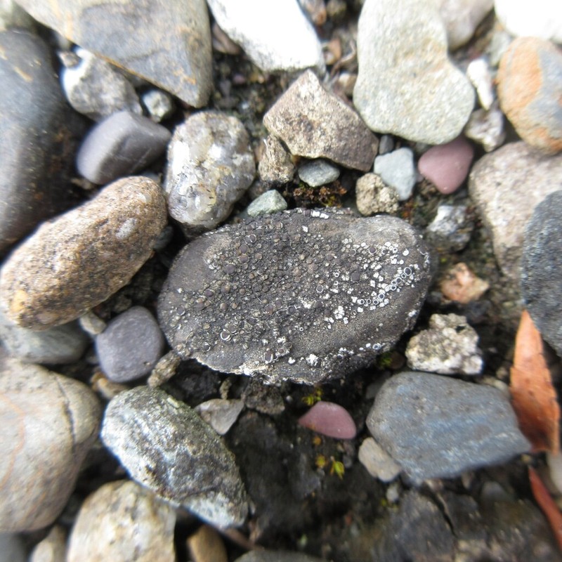 California Cracked Lichen