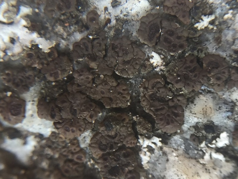 California Cracked Lichen photo 4