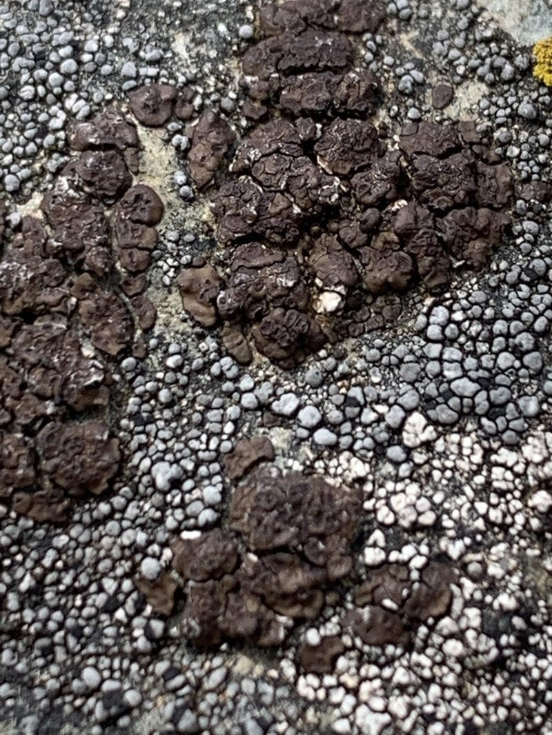 California Cracked Lichen photo 7