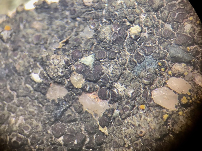 Canada Cracked Lichen