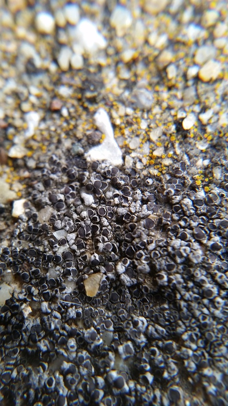 Canada Cracked Lichen photo 2