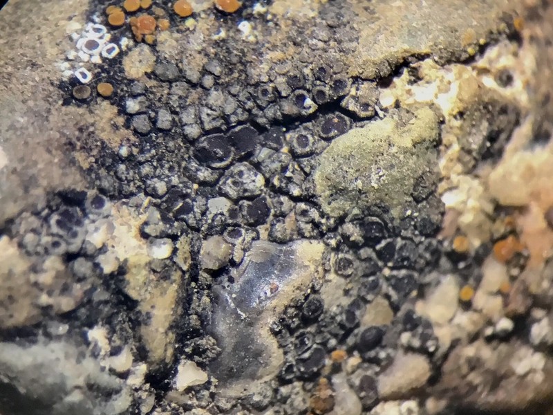 Canada Cracked Lichen photo 3