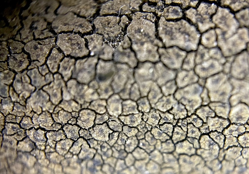 Canada Cracked Lichen photo 4