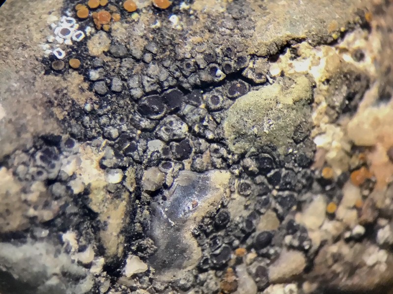 Canada Cracked Lichen photo 6