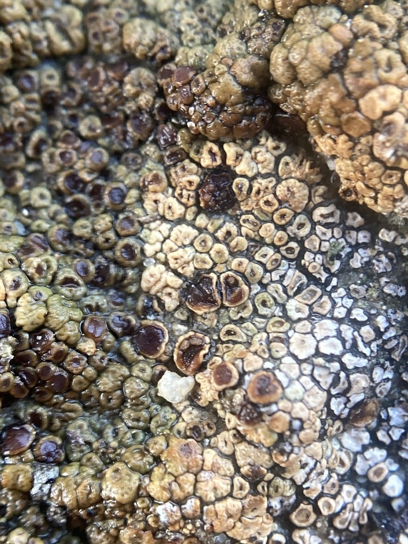 Carnegie's Cracked Lichen photo 2