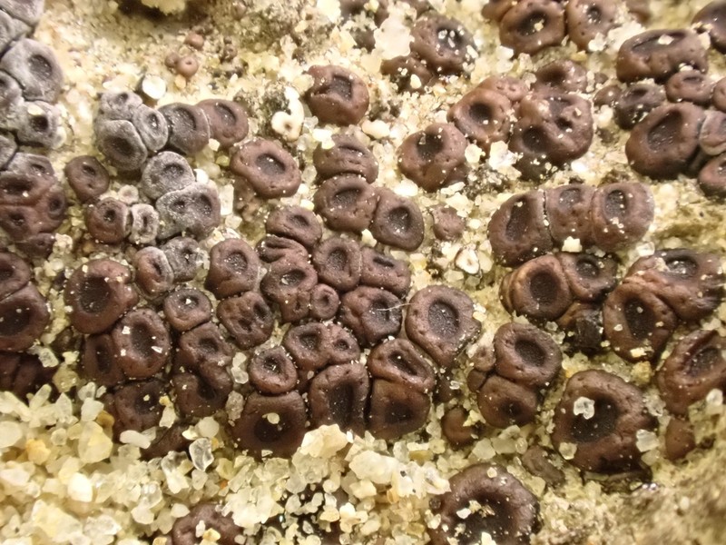Carnegie's Cracked Lichen photo 3