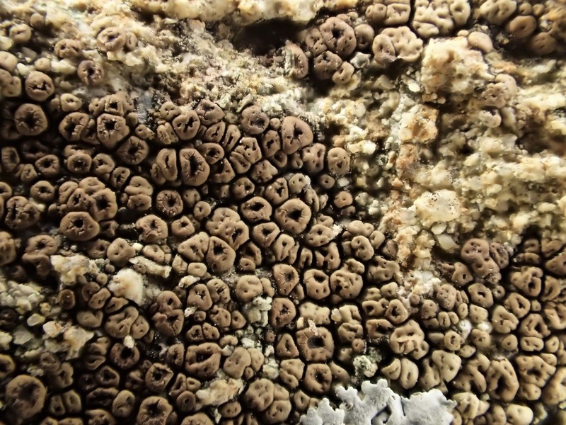 Carnegie's Cracked Lichen photo 4