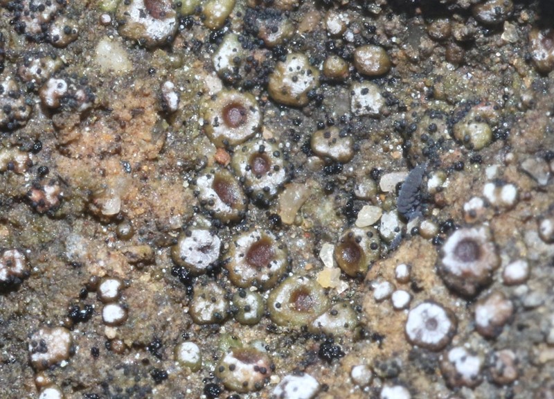 Carnegie's Cracked Lichen photo 8