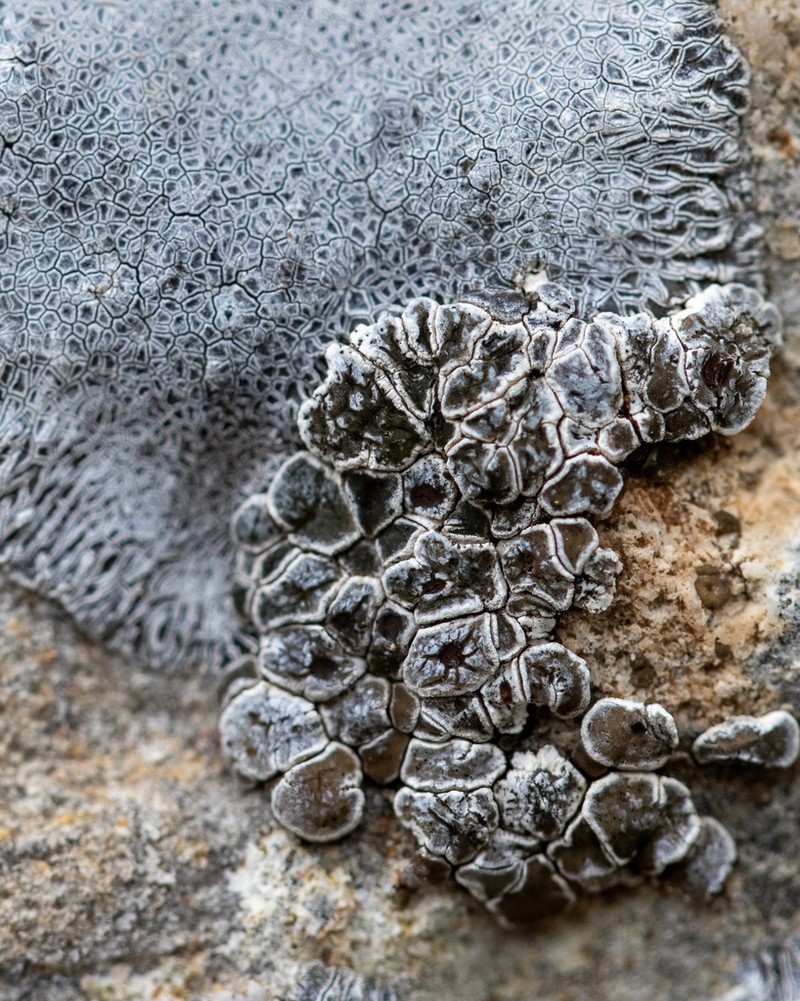 Cracked Lichen photo 2