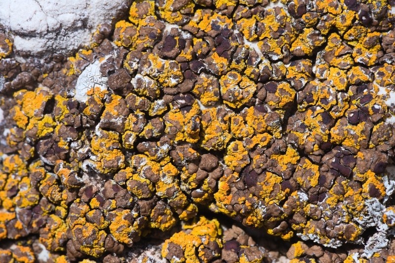 Cracked Lichen photo 3