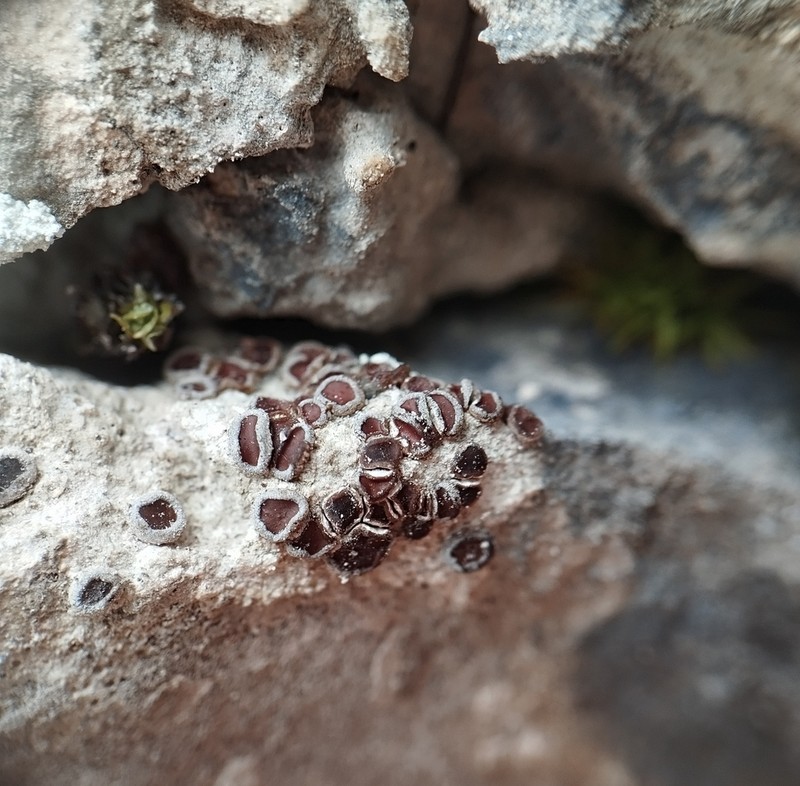Cracked Lichen photo 4