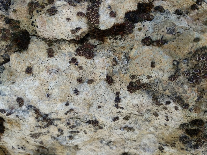 Cracked Lichen photo 5