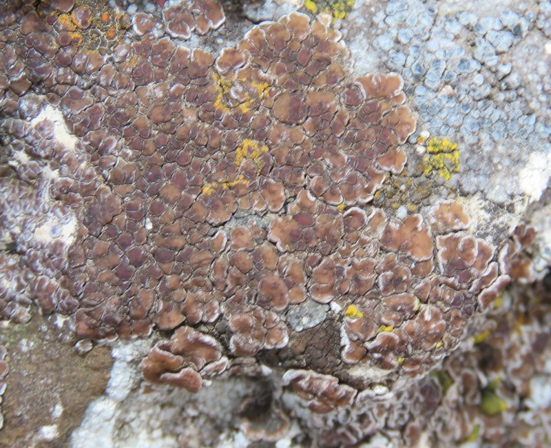 Cracked Lichen photo 6