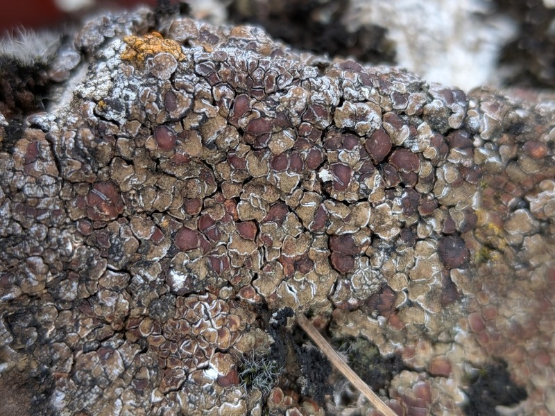 Cracked Lichen photo 7