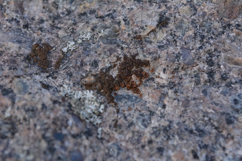 Cracked Lichen photo 4