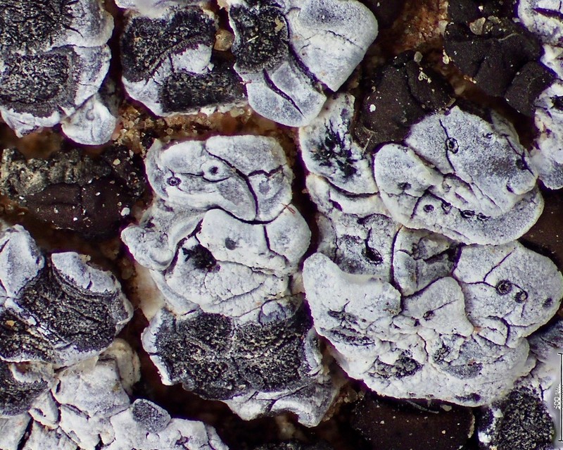 Cracked Lichen photo 7
