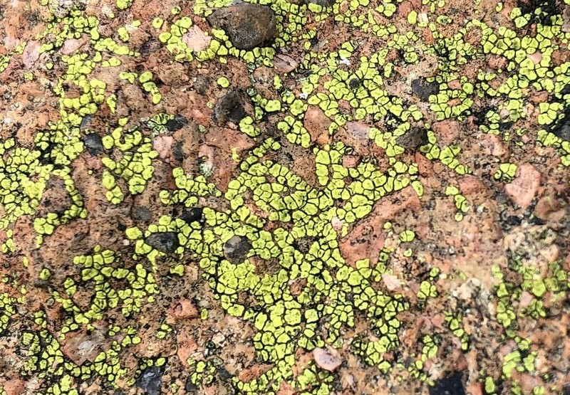 Acarospora citrina photo 2