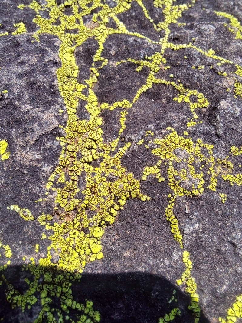 Acarospora citrina photo 3