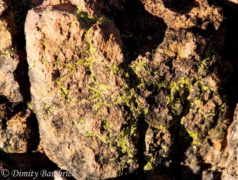 Acarospora citrina photo 4