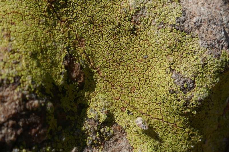 Acarospora citrina photo 5