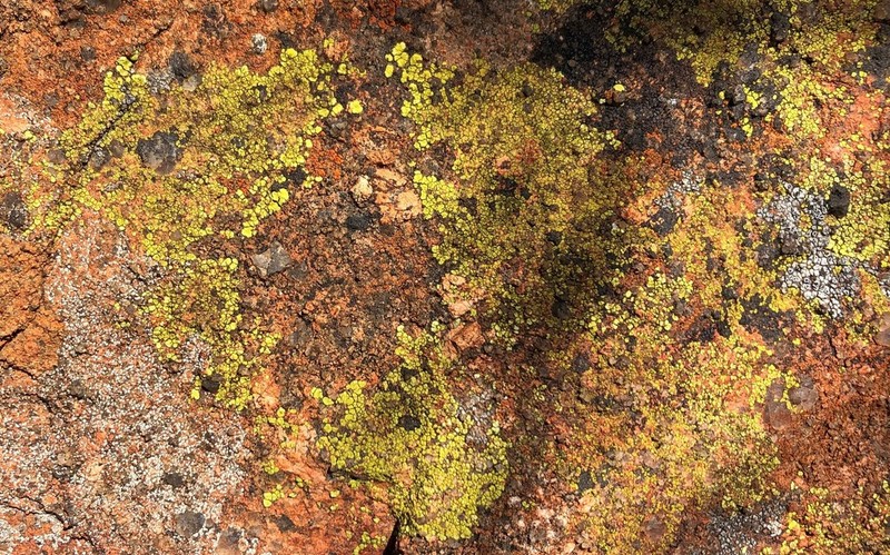 Acarospora citrina photo 6