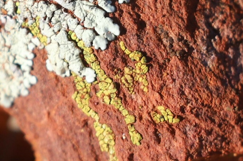 Acarospora citrina photo 7