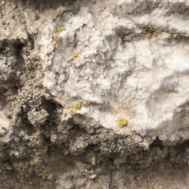 Acarospora clauzadeana