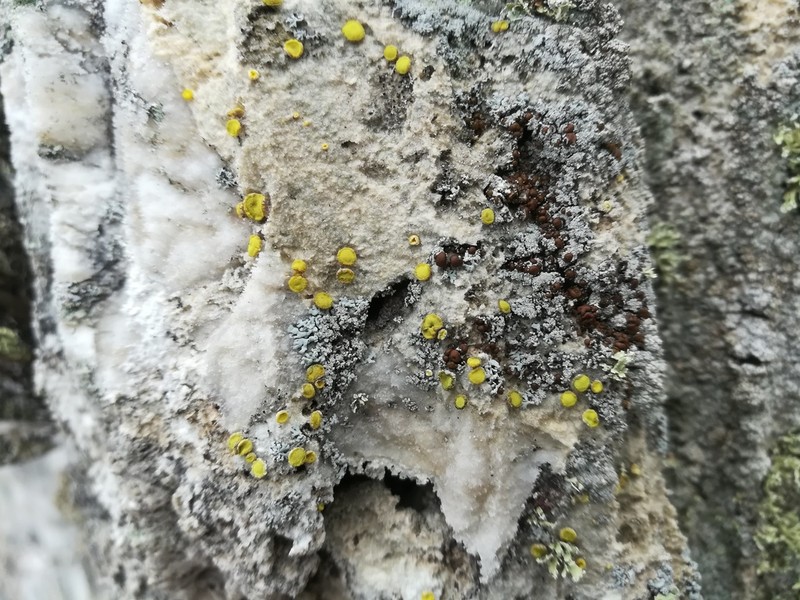 Acarospora clauzadeana photo 2