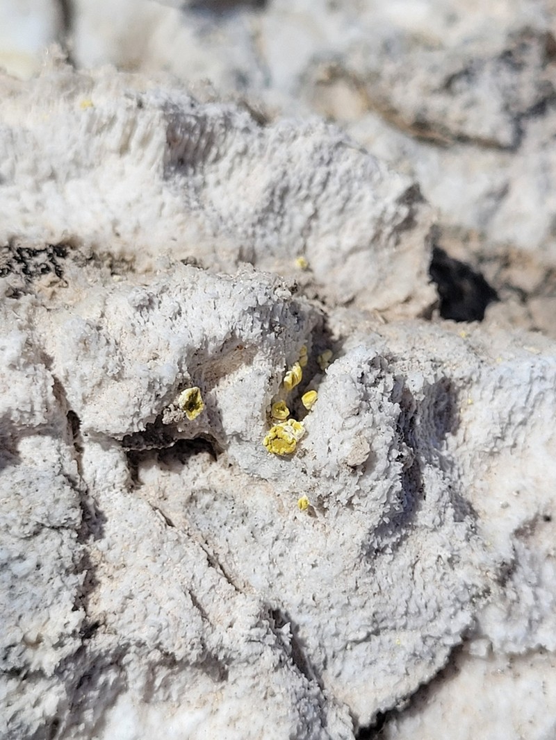 Acarospora clauzadeana photo 3