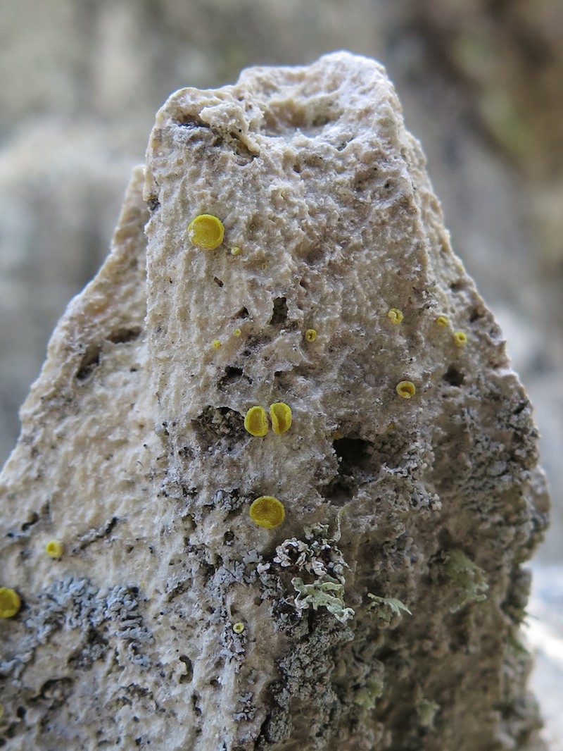 Acarospora clauzadeana photo 4