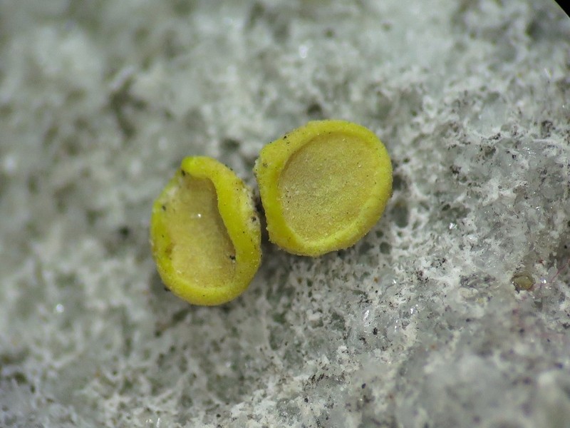 Acarospora clauzadeana photo 5