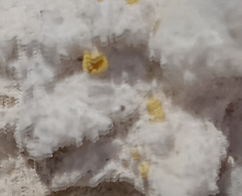 Acarospora clauzadeana photo 6