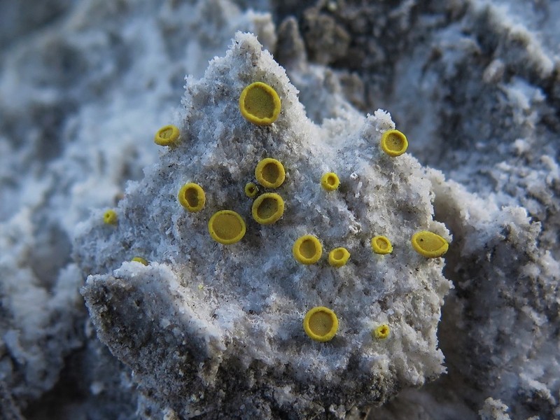 Acarospora clauzadeana photo 7