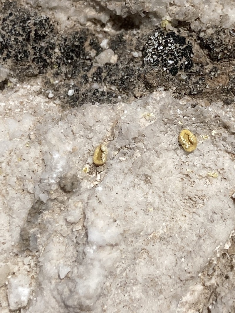 Acarospora clauzadeana photo 8