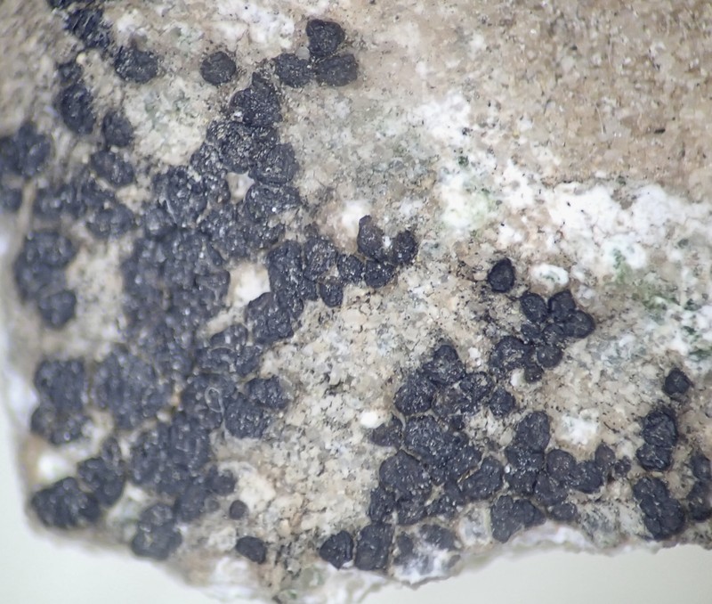 Cracked Lichen photo 2