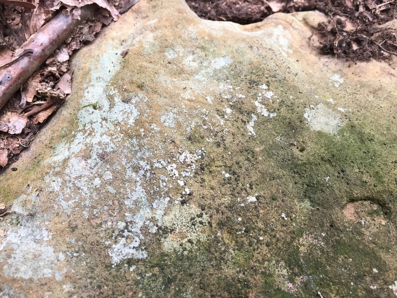 Cracked Lichen photo 2