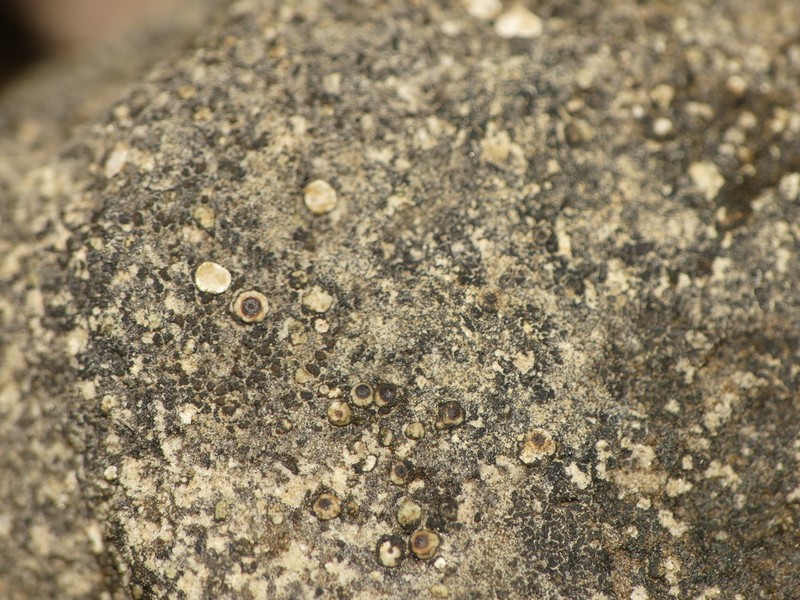 Cracked Lichen photo 3