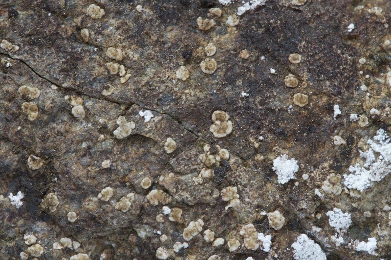 Cracked Lichen photo 4