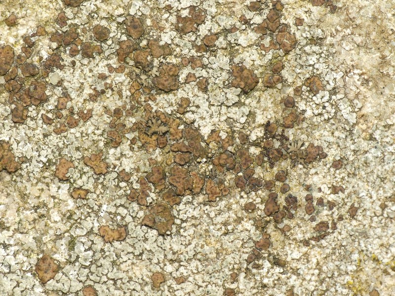 Cracked Lichen photo 5