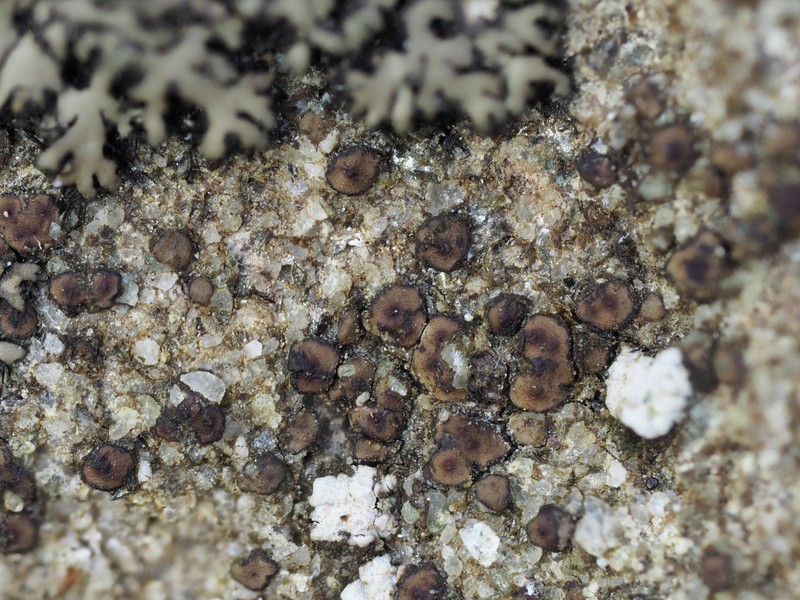 Cracked Lichen photo 7