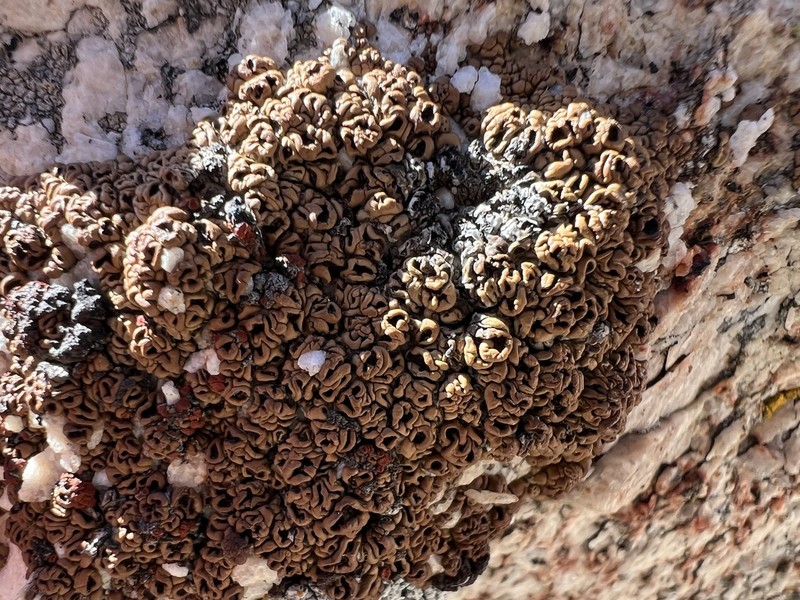 Cracked Lichen photo 4