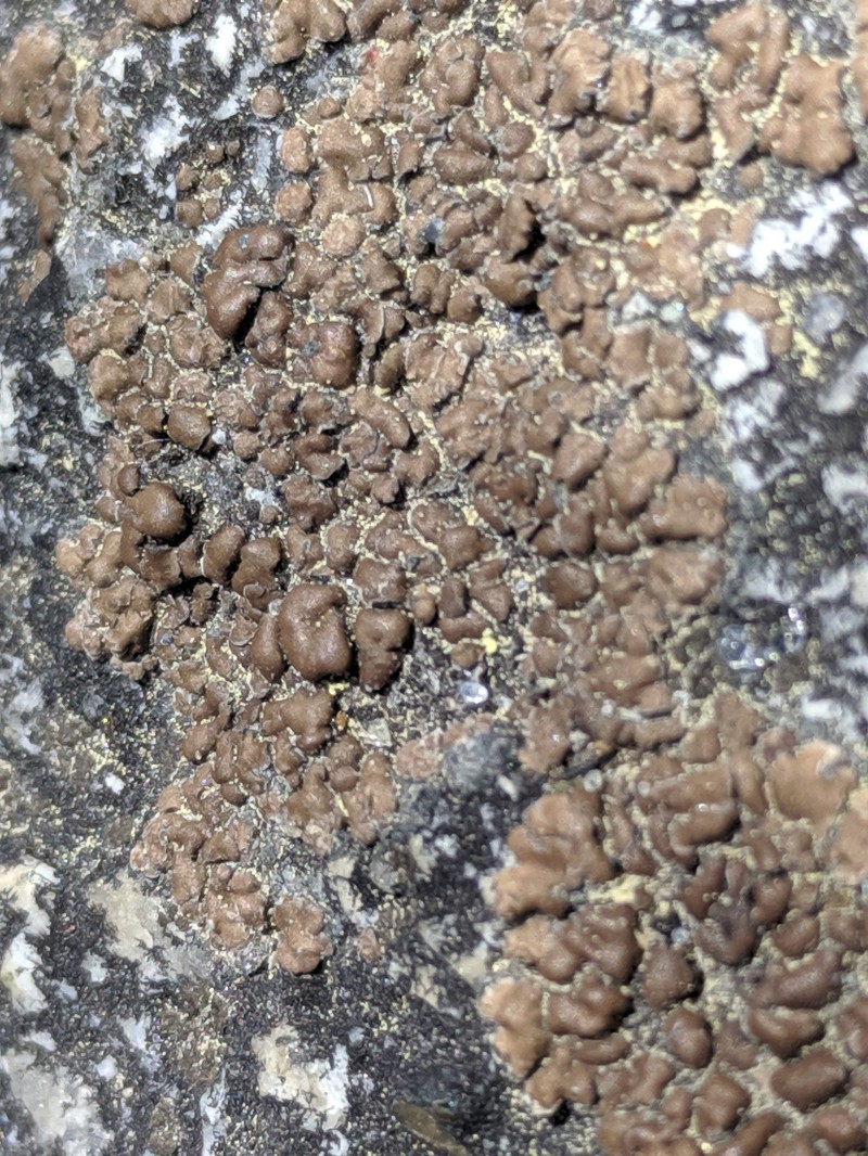 Cracked Lichen photo 6